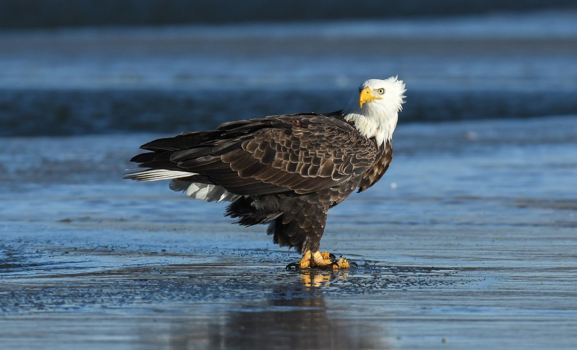 Flooded field attracts birds